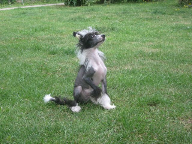 Fantastik Kashmir  Moris Filipp