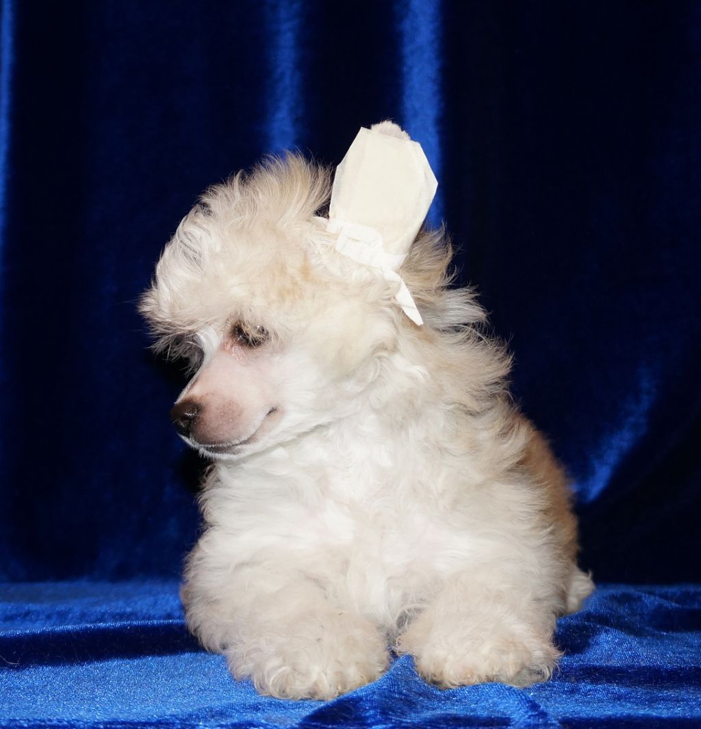 Marvi's-Stile longria Gold