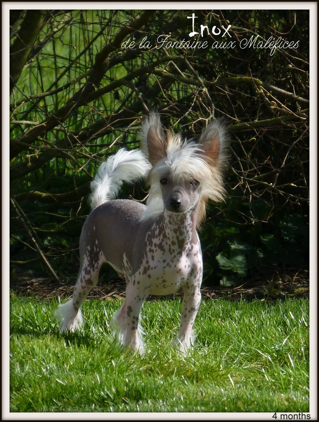Inox De la Fontaine aux Maléfices