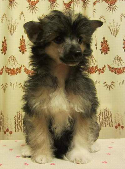 Kristal Yaniry Valensiay