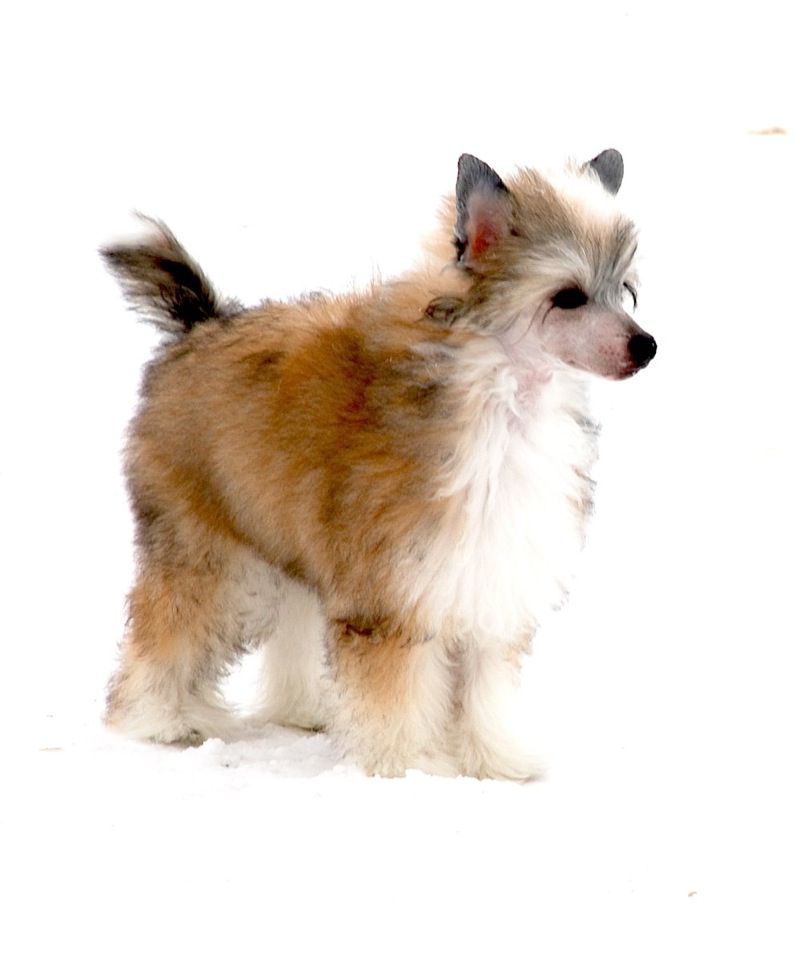 SandStorm Fire Keeper