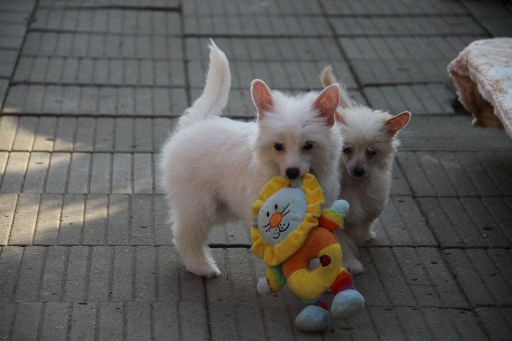 Zheneva-Debjut  Tseis