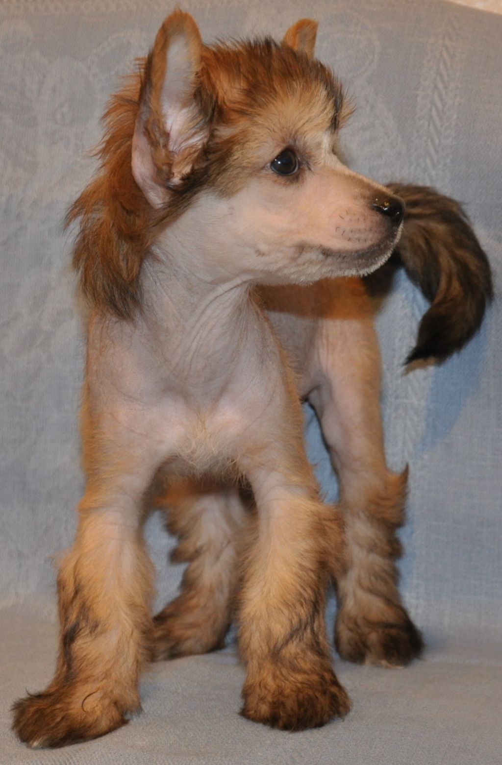 SHeila Kaplya Solntsa