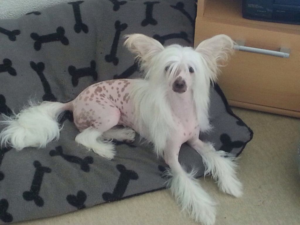 Charming Treasure Abracadabra Simsalabim