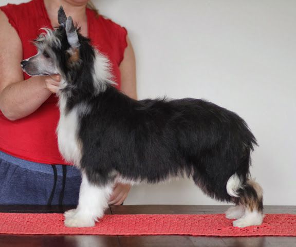 Gustowny Dzentelmen Innowacja