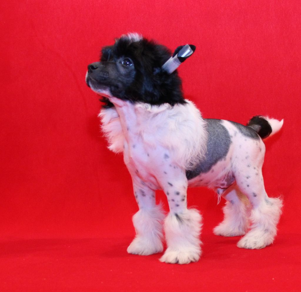 Galser Gordey Winner