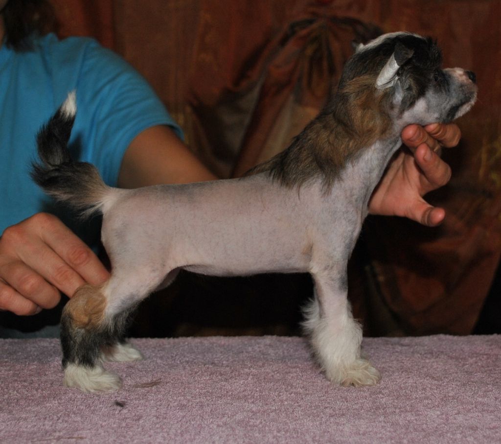 Stars at Sea Santa Fe