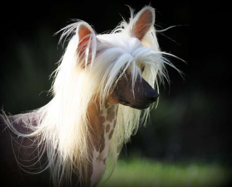 Solino's Hip Hip Hooray