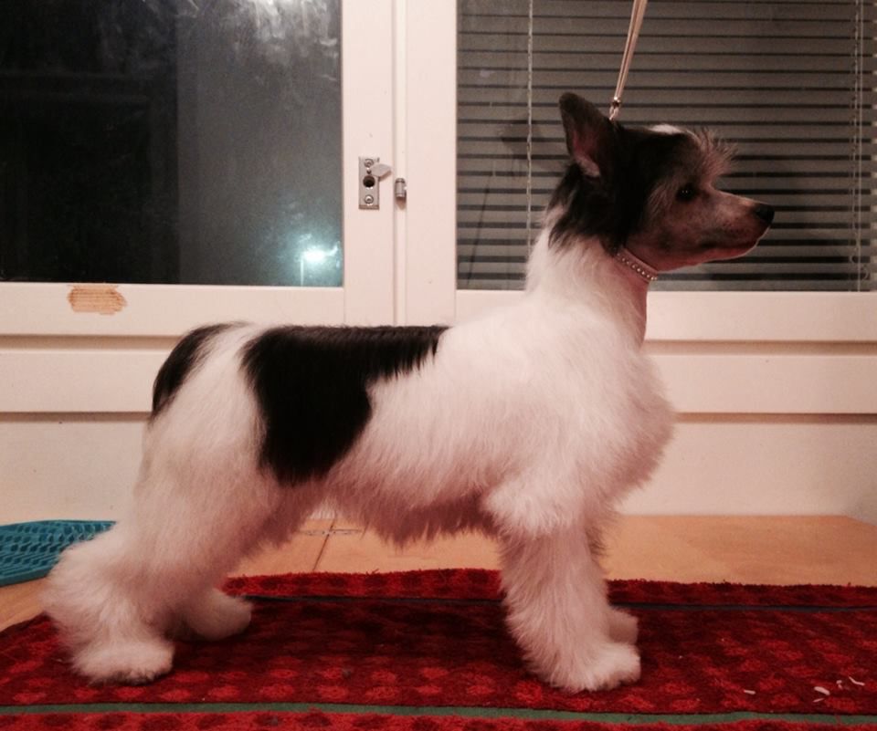 Valanyan Drop Dead Diva