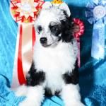 Odyssey conqueror of Troy