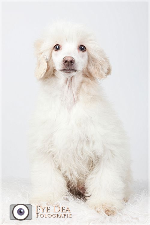 Happy Dancing Vice Versa