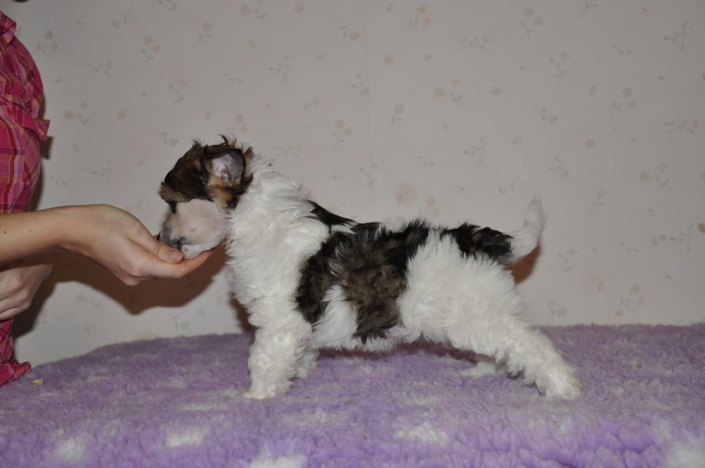 Pinky Twinky Power Puff