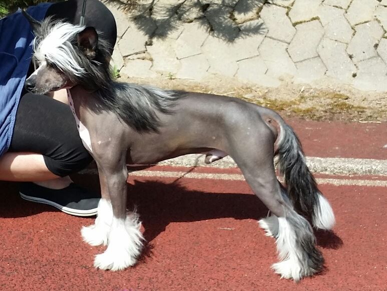 Pinky Twinky Pink Spirit