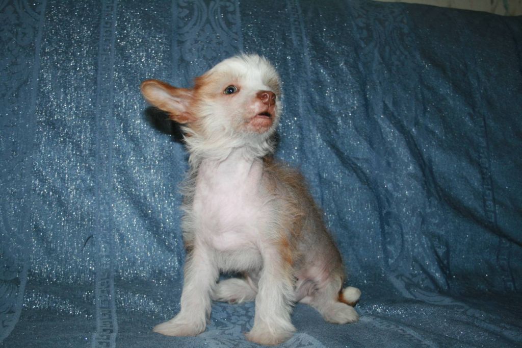 Gran Amigo Belissimo Nimeriya