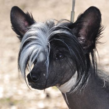 Island Cooler Little Champs