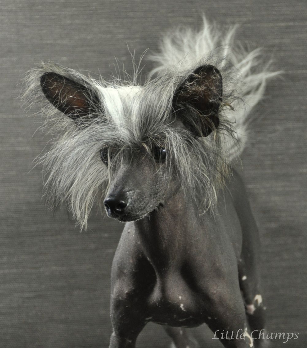 Italian Sunrise Little Champs