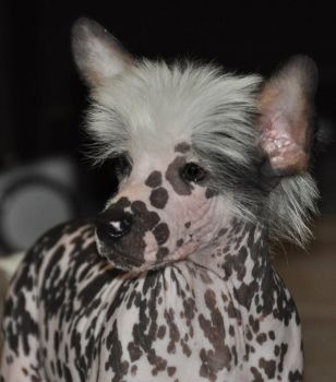 Irish Coffee Little Champs