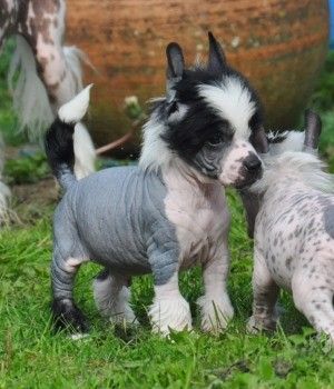 Indian Tonic Little Champs