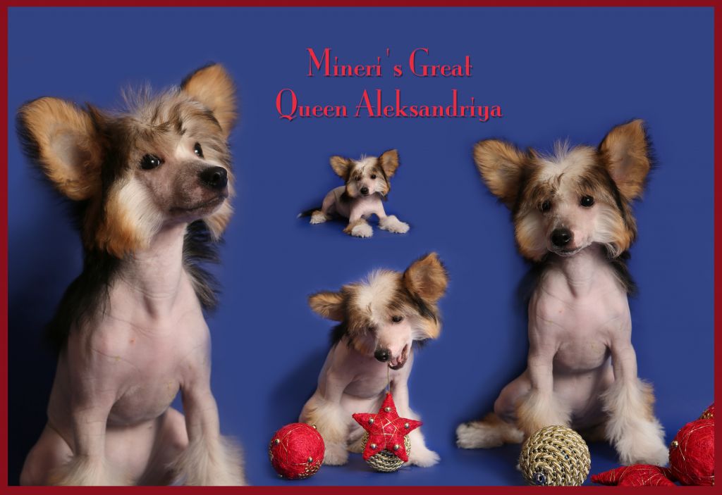 Mineri's Great Queen Aleksandriya