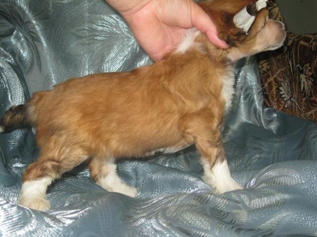 Almaznyi Istochnik Nuga V Shokolade