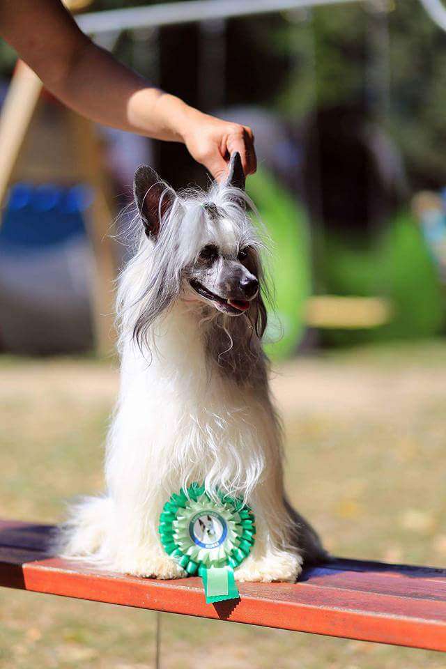 Tangomanija Dolce Vita