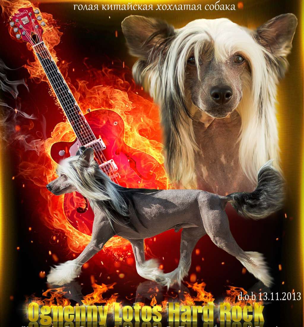 Ognenny Lotos Xard-Rock