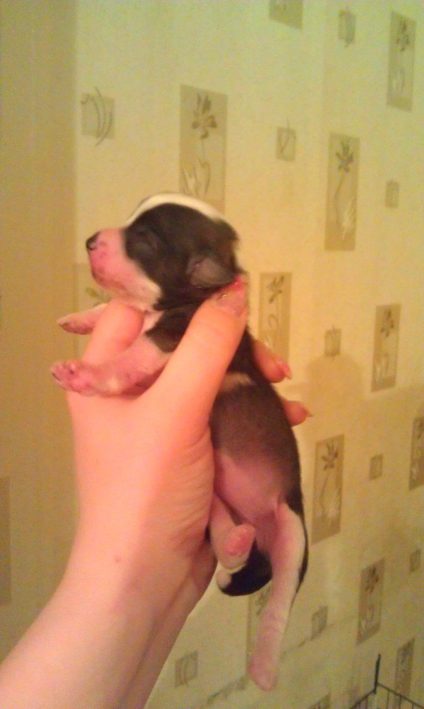 Ognenny Lotos Cyiami