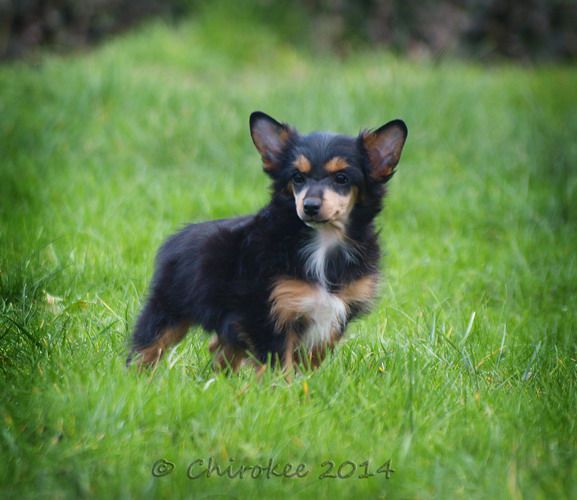 Shamusajo's Gucci-Gatria