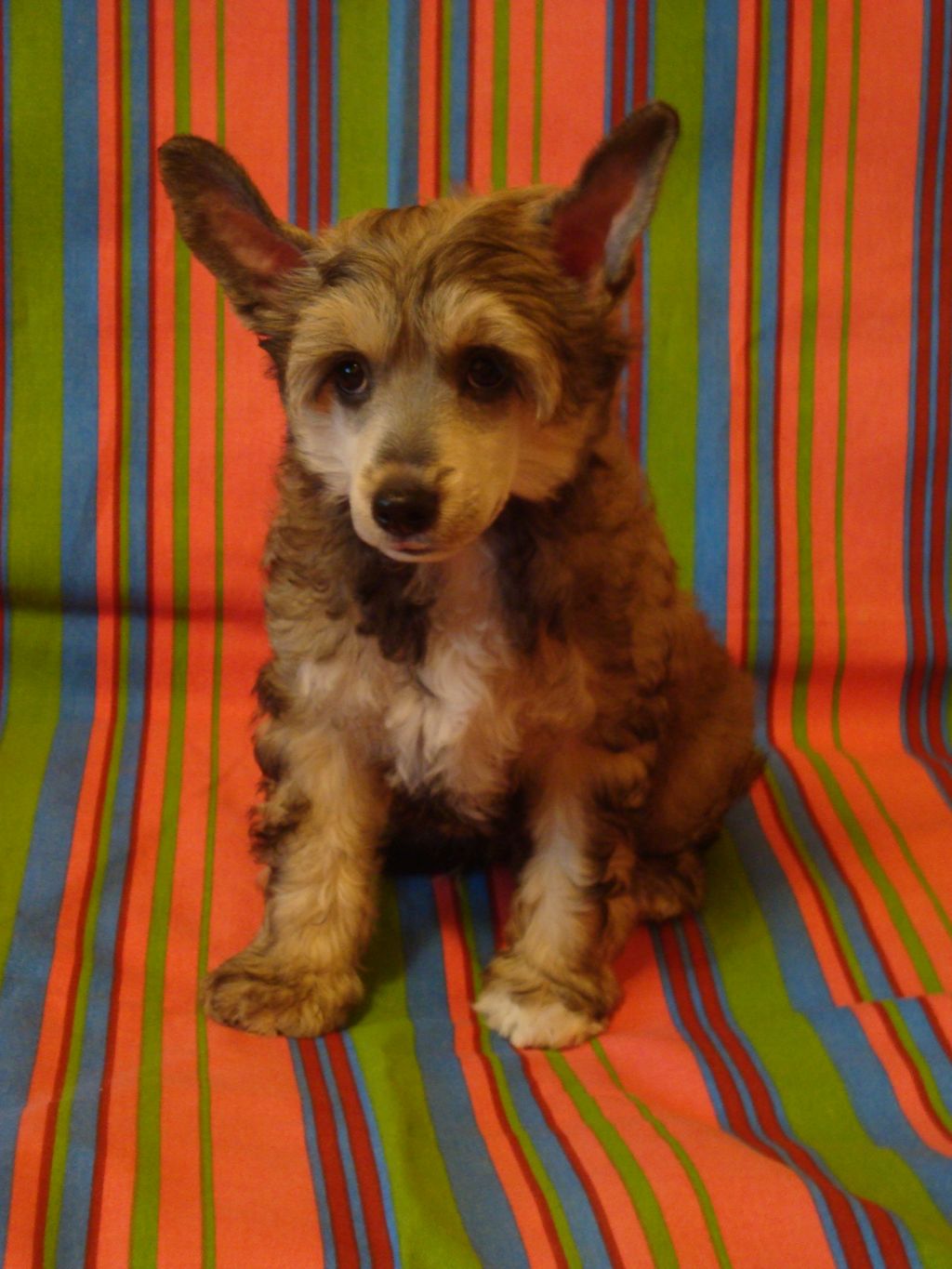 Janri  Iz Vanil'nyh Snow