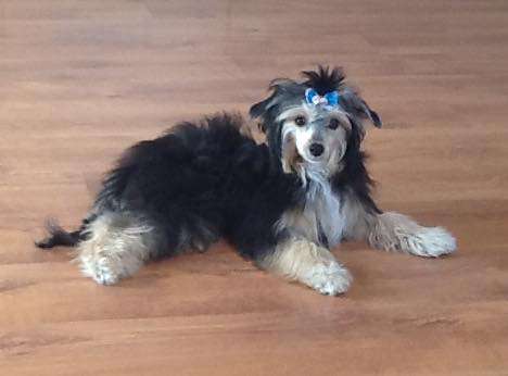 Fu-Lu-Shou Christian