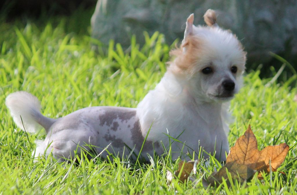 Saratoginja Dragonheart