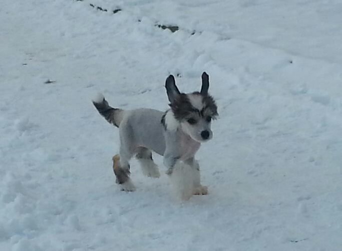 Anjuli of Purple Rain