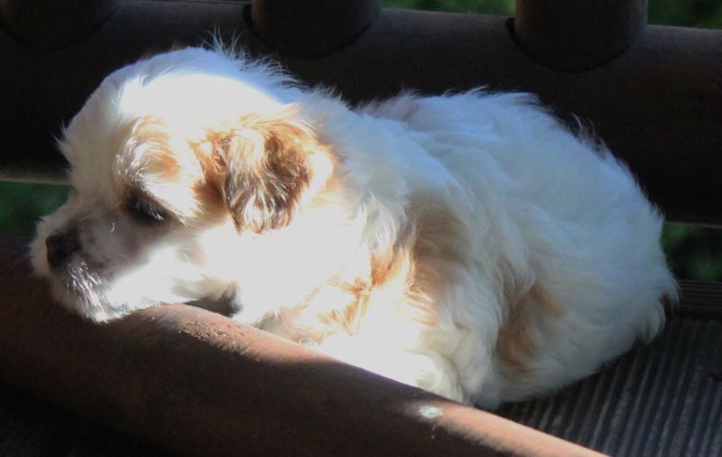 Saratoginja Day Dreamer