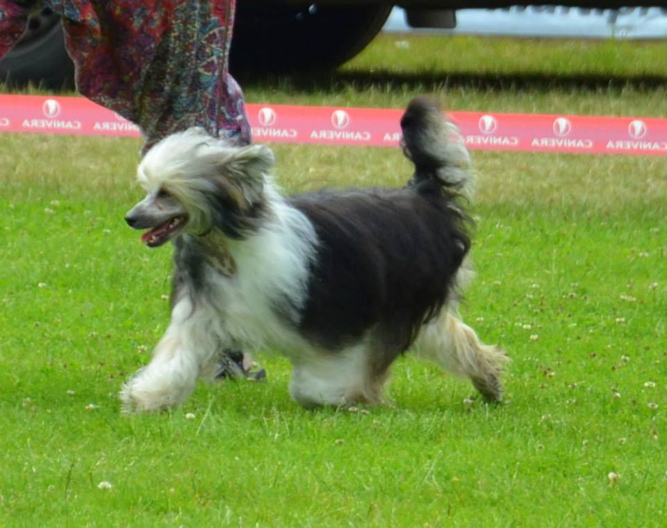 Firefly Juna Dogs Fci