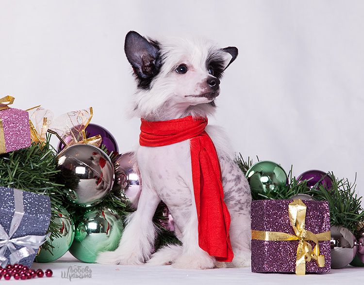 My Vanity Fair Illusion Of Modesty