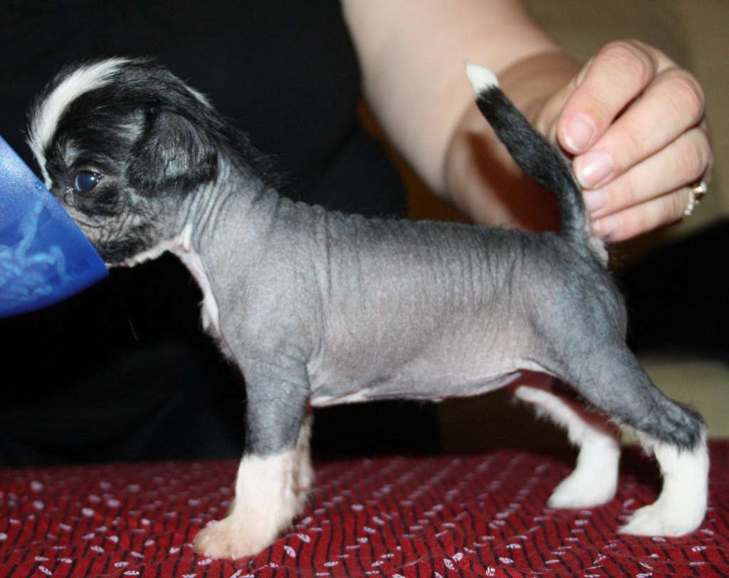 Lady's Trick True Love