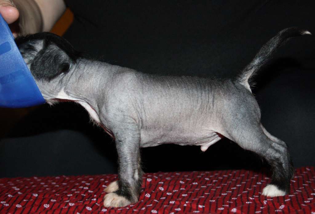 Lady's Trick Timeless Love