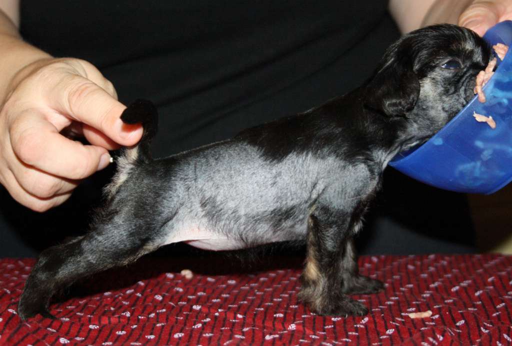 Lady's Trick True Story