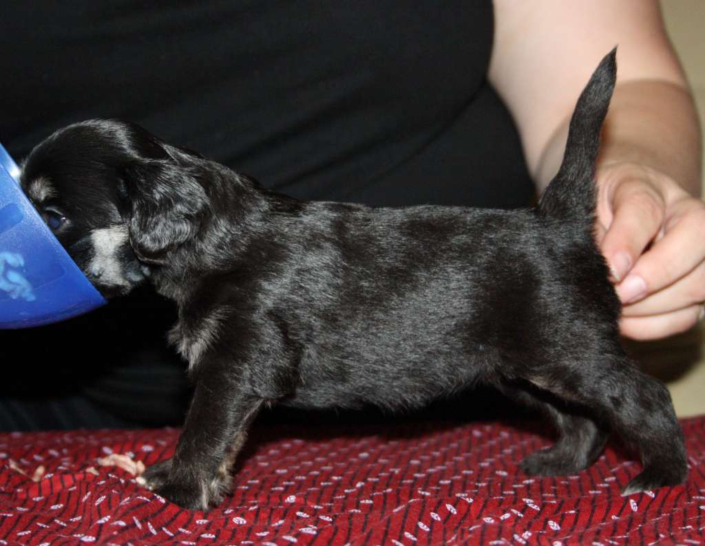 Lady's Trick True Density