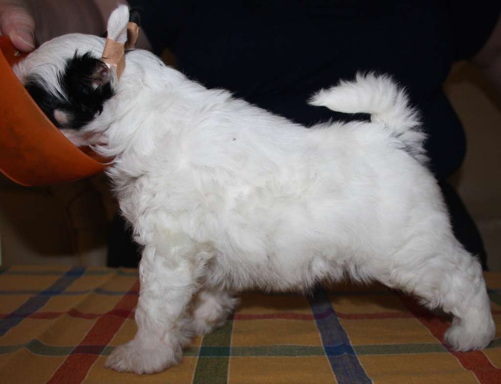 Lady's Trick Unbridled Dreams