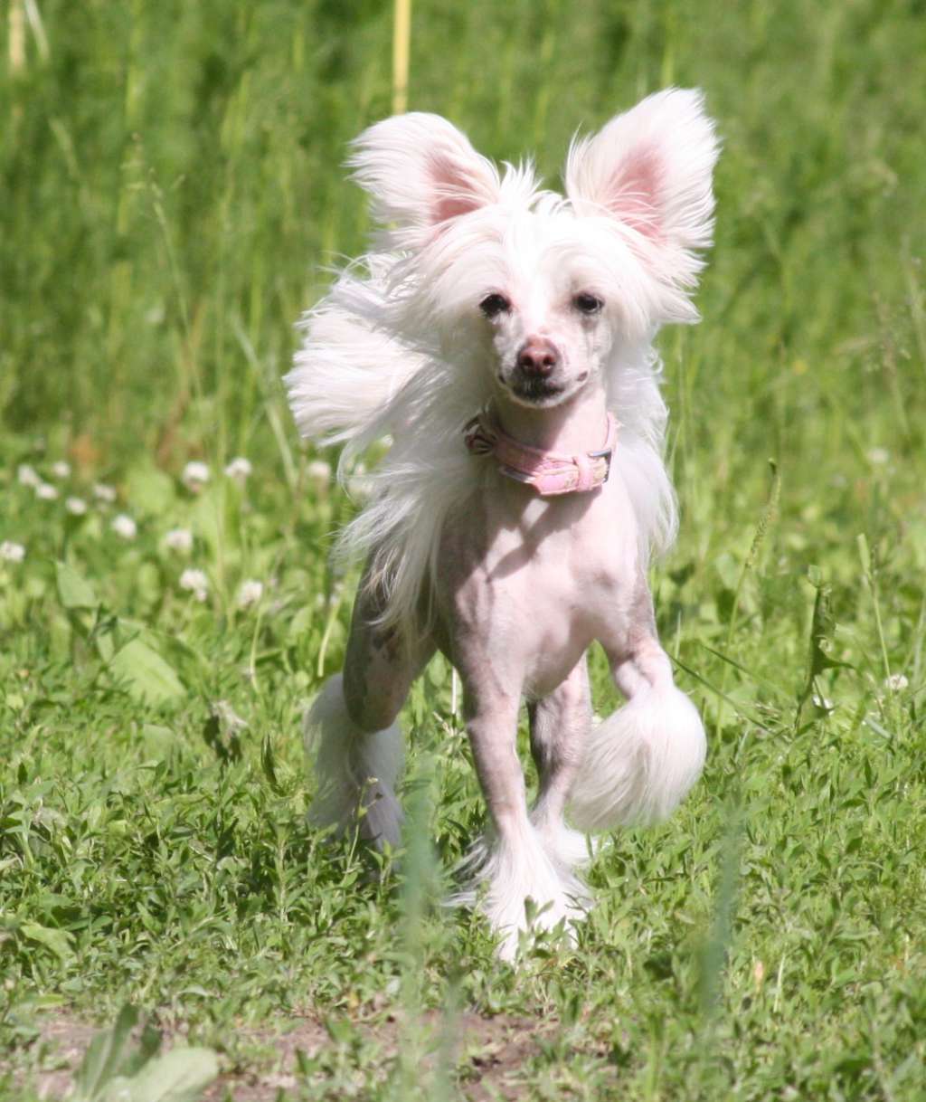 Lady's Trick Urban Legend