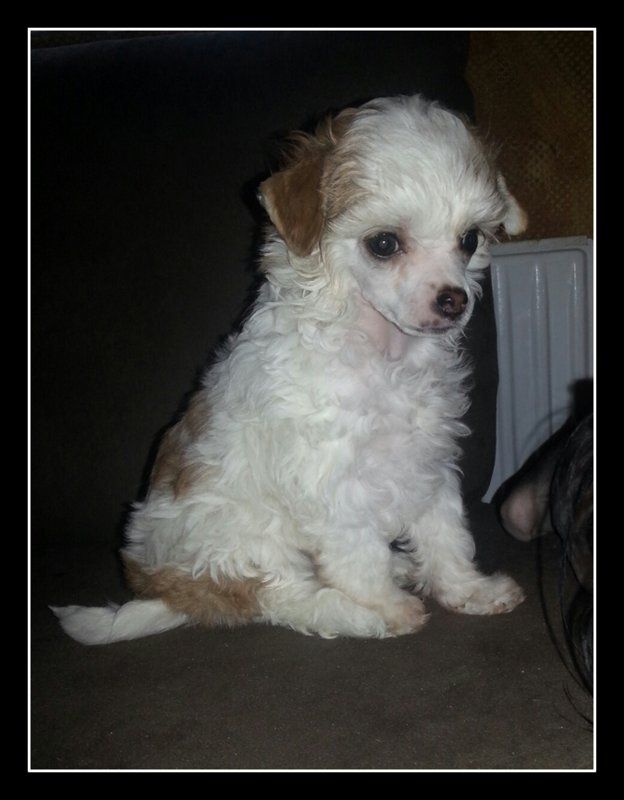 Little Crazy Cresteds Birca