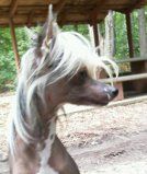 A'Eden Boop Oop A Doop