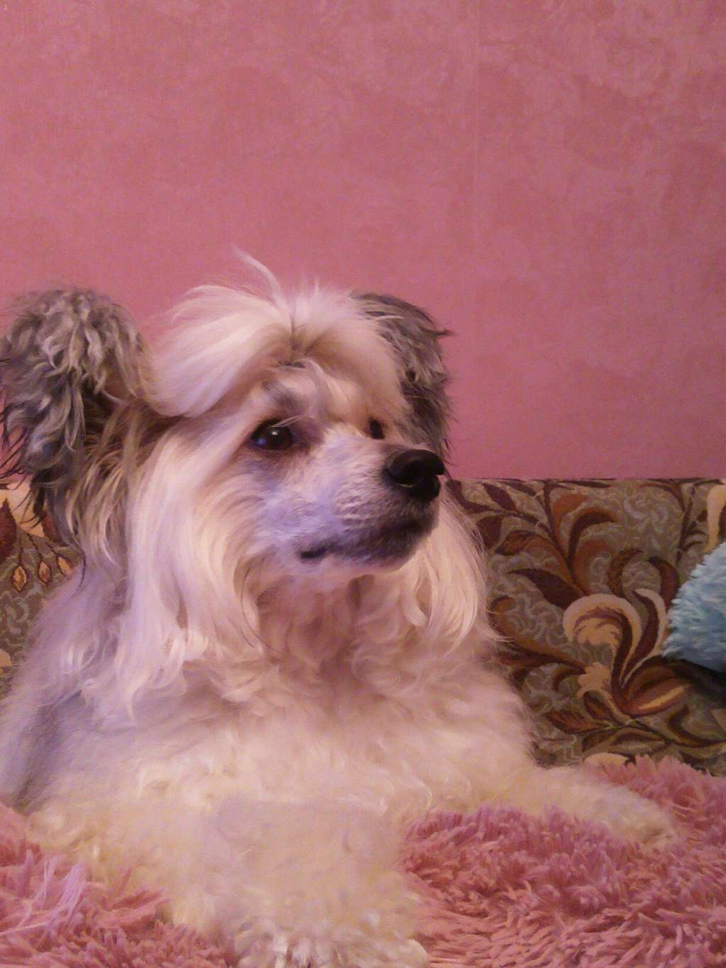 Danika Star Vikont de Brazhelon