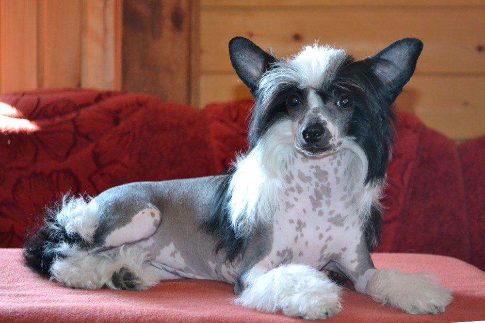 Danika Star Viva Viktoria