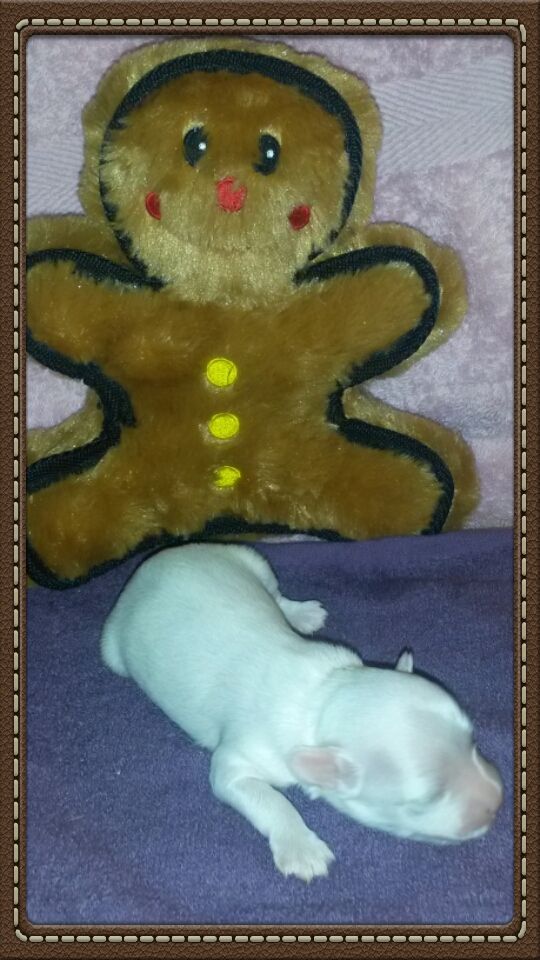 Of Fairy's Wings Izzy