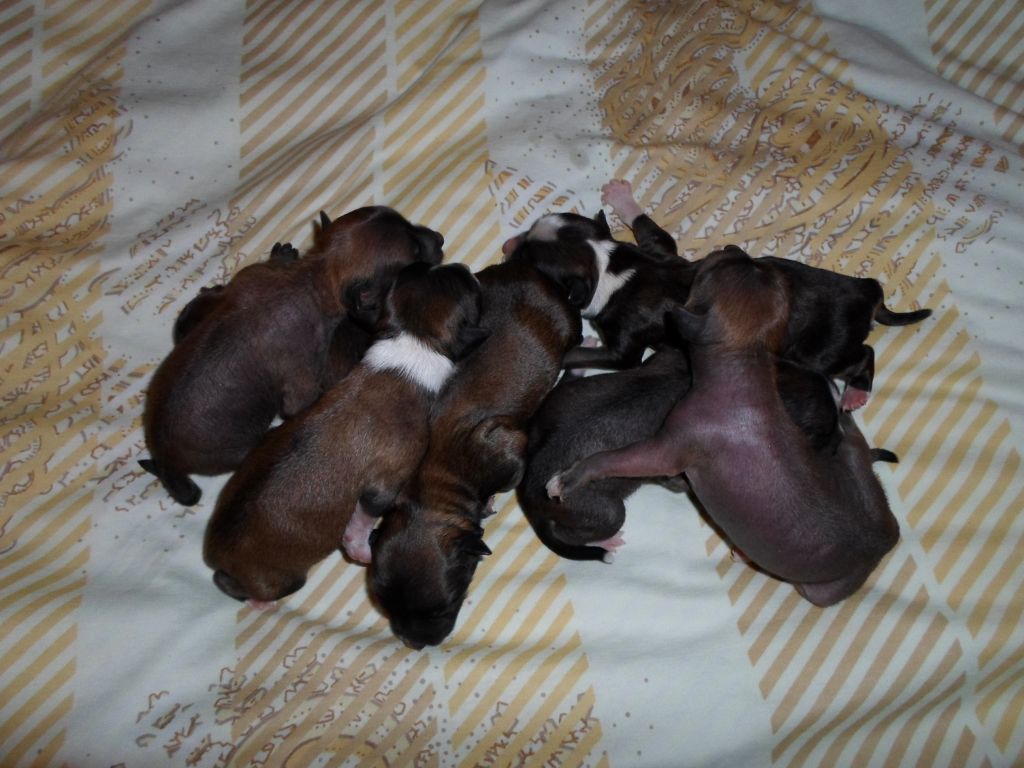 J'Adore Queen Malverne