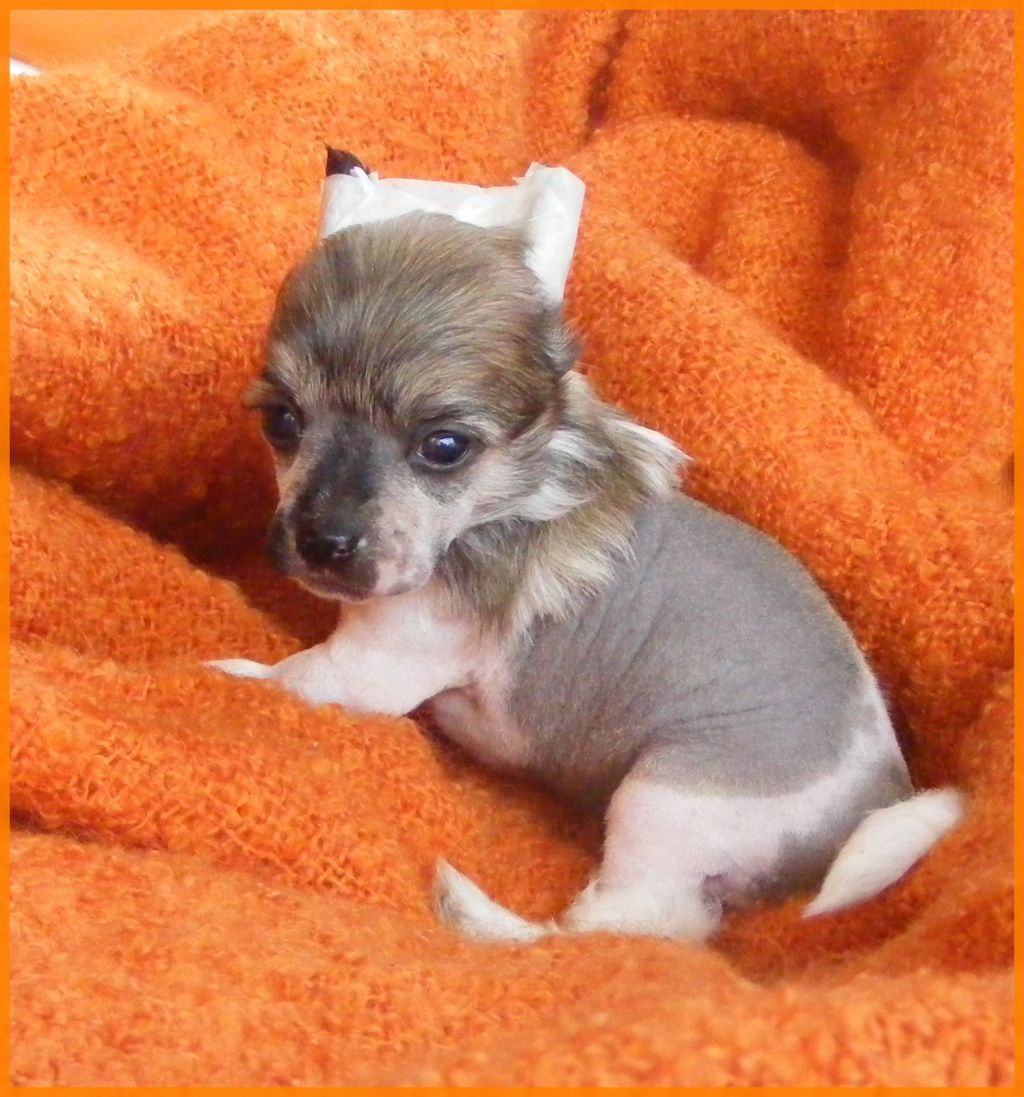 Dîndhâli InXpected Miss Maple