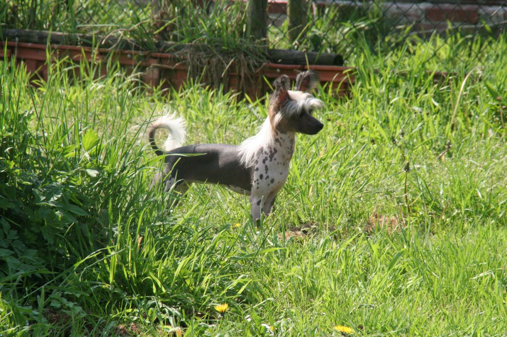 Viva La Diva Trishblue