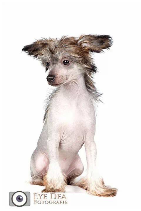 Bonita Chiquita trishablue